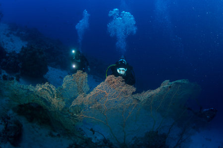 Diver on the reaf of Red sea