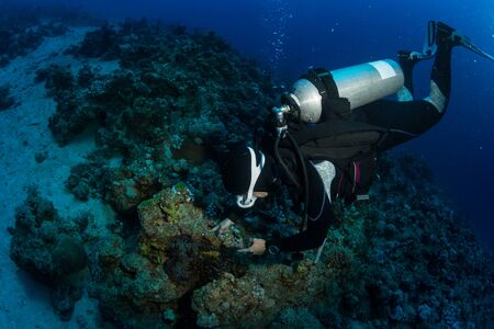 Diver on the reaf of Red seaの写真素材