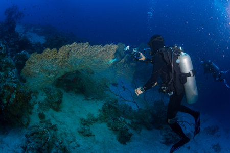 Diver on the reaf of Red sea