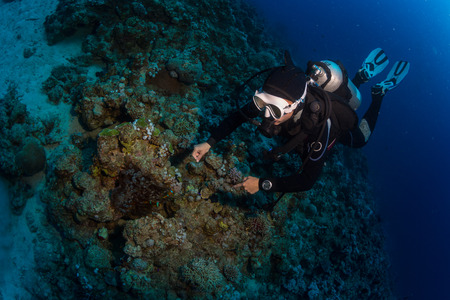 The diver take photo of octopus at the bottom of the Red Seaの写真素材