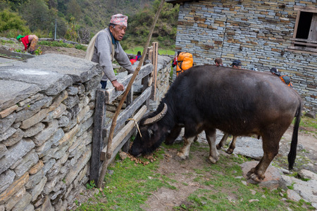 NARCHYANG, NEPAL-MARCH 21: Himalayas people 21, 2015 in Narchyang, Nepal. People on the track to the Annapurna Base Camp.のeditorial素材