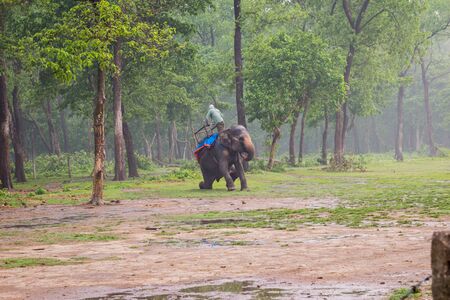 CHITWAN, NEPAL-MARCH 27: Elephant safari 27, 2015 in Chitwan, Nepal. Elephant ride in the Chitwan National Park.のeditorial素材