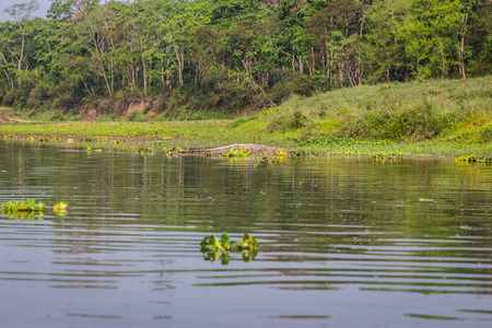 Crocodile in the National Park Chitwanの写真素材