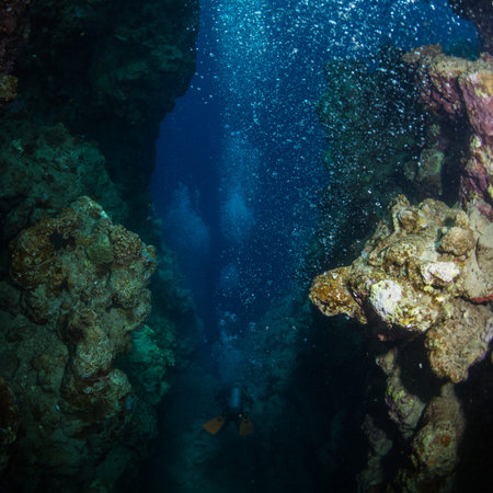 Diver on the reaf of Red sea