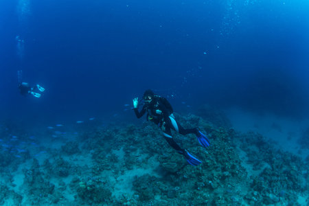 Diver on the reaf of Red sea