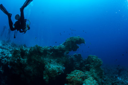 Diver on the reaf of Red sea