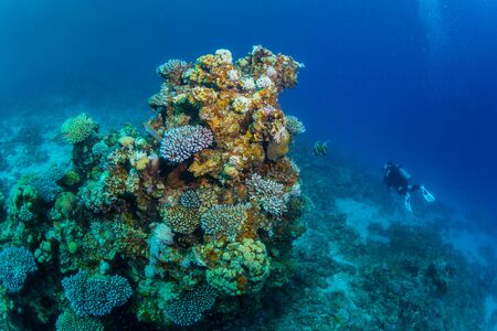 Diver on the reaf of Red seaの写真素材