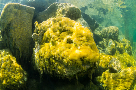 The underwater landscape in freshwaterの写真素材