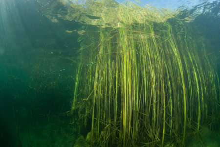 The nature of the bottom of the Ukrainian Riverの写真素材