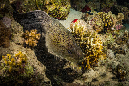 Moray night on coral reef