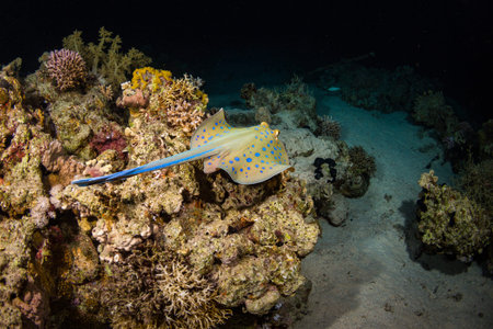 Stingray on coral reaf of Sharm El Sheih