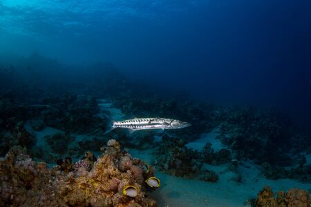 Single barracuda on the reaf of red seaの写真素材