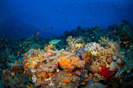 Beautiful coral garden in Red Seaの写真素材