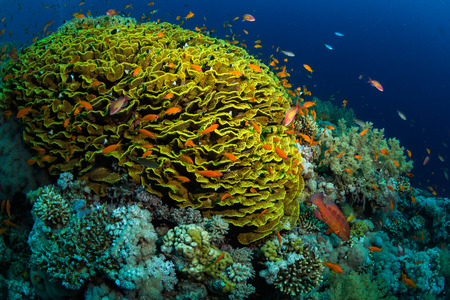 on the reef of the Red Seaの写真素材
