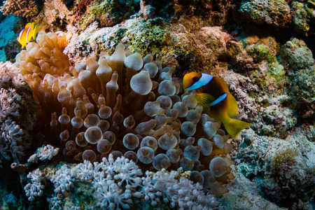 Anemonefish on a coral reaf in Red Seaの写真素材