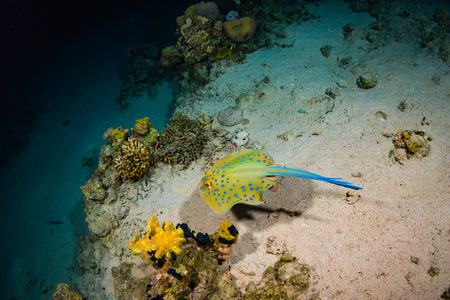 Stingray on coral reaf of Sharm El Sheihの写真素材