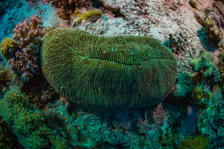 Beautiful coral garden in Red Seaの写真素材