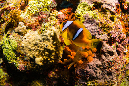 Anemonefish on a coral reaf in Red Seaの写真素材
