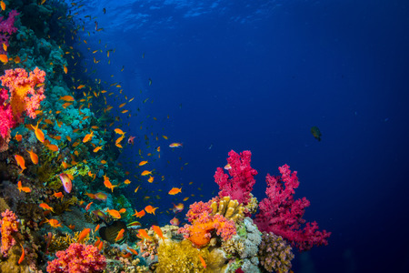 Beautiful coral garden in Red Seaの写真素材
