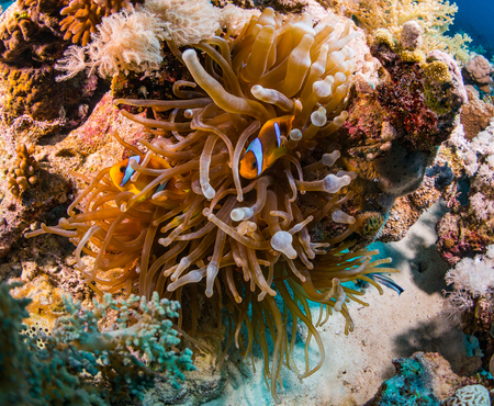 Anemonefish on a coral reaf in Red Seaの写真素材