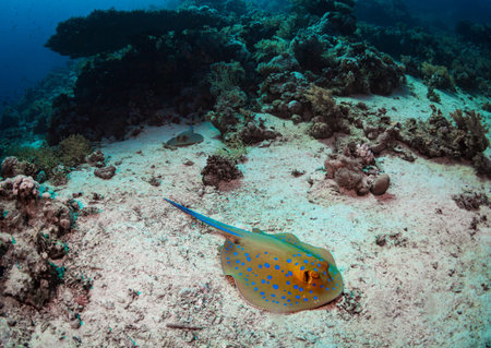 Stingray on coral reaf of Sharm El Sheihの写真素材