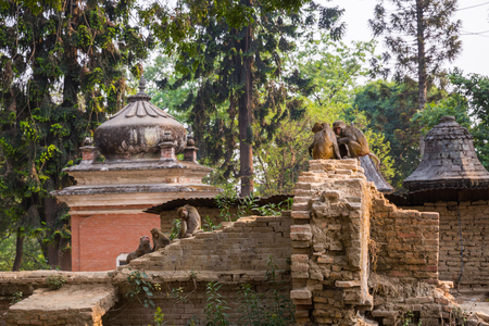 Monkey in a temple in Kathmanduの写真素材