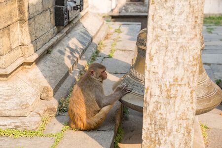 Monkey in a temple in Kathmanduの写真素材