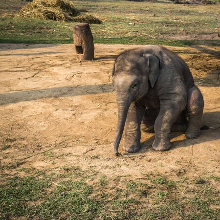 Elephants on a farm in Chitwan reserveの写真素材