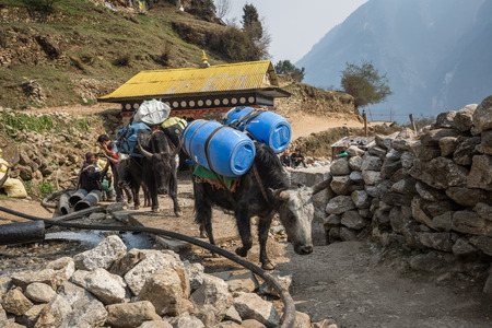 SAGARMATHA, NEPAL-APRIL 27: Yaks on the hiking trail 27, 2016 in Sagarmatha, Nepal. Yaks on the tourist trail to the Everest base campのeditorial素材