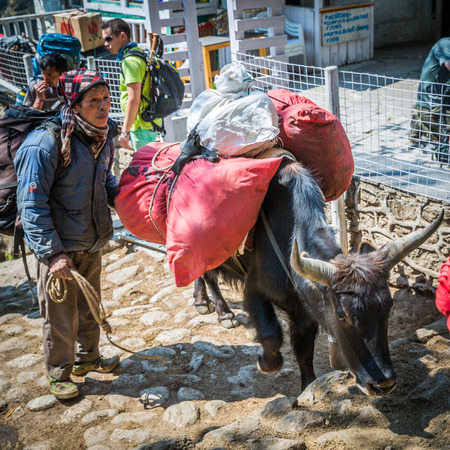 SAGARMATHA, NEPAL-APRIL 27: Yak on the hiking trail 27, 2016 in Sagarmatha, Nepal. Yak on the tourist trail to the Everest base campのeditorial素材