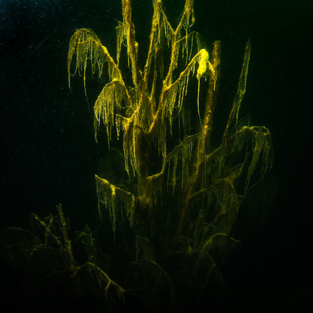 The nature of the bottom of the Ukrainian Riverの写真素材