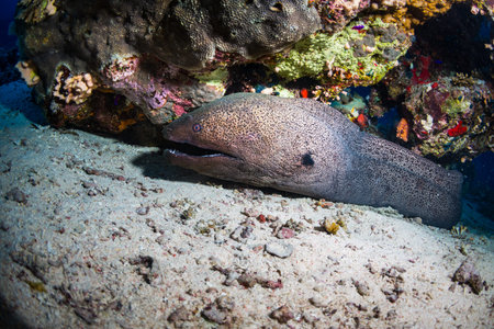Moray on coral reef