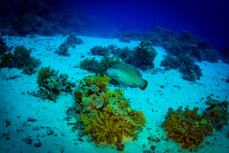 Beautiful coral garden in Red Seaの写真素材