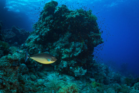 Beautiful coral garden in Red Sea