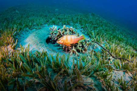 Tropical fish on background of a coral reef