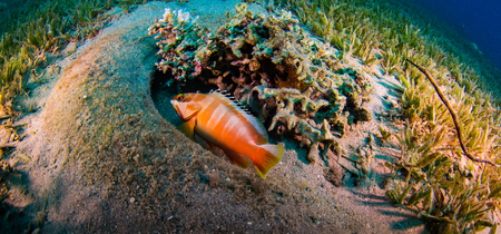 Tropical fish on background of a coral reefの写真素材