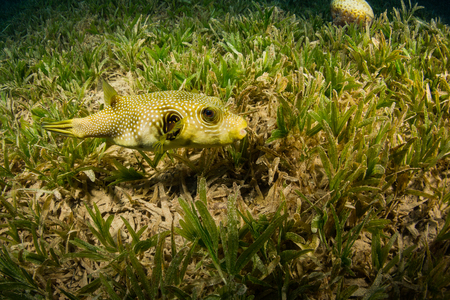 Tropical fish on background of a coral reefの写真素材
