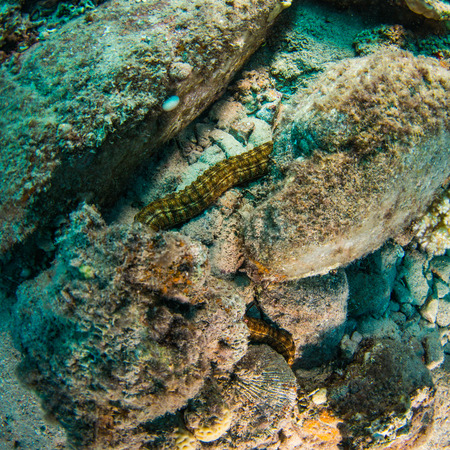 Tropical fish on background of a coral reefの写真素材