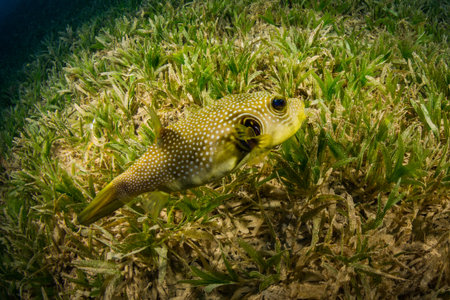 Tropical fish on background of a coral reef