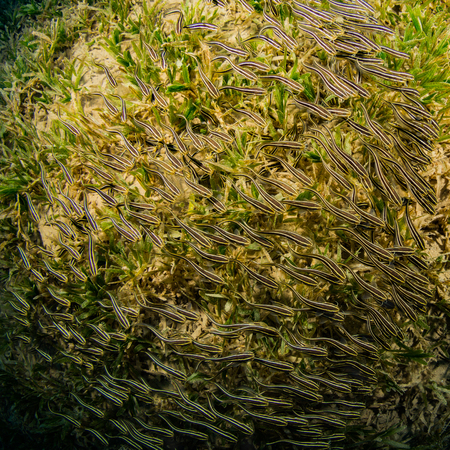 Tropical fish on background of a coral reefの写真素材