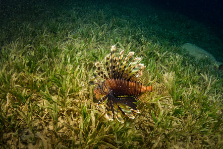 Tropical fish on background of a coral reefの写真素材