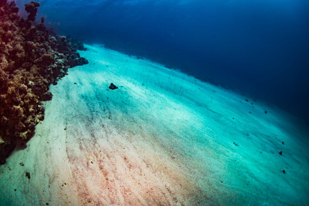Beautiful coral garden in Red Sea