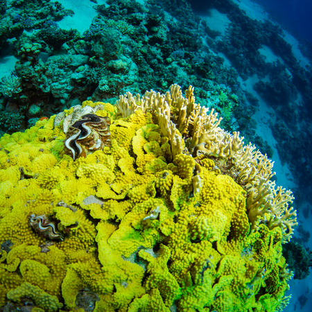 Beautiful coral garden in Red Seaの写真素材
