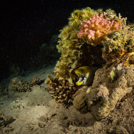 Moray on coral reef at night