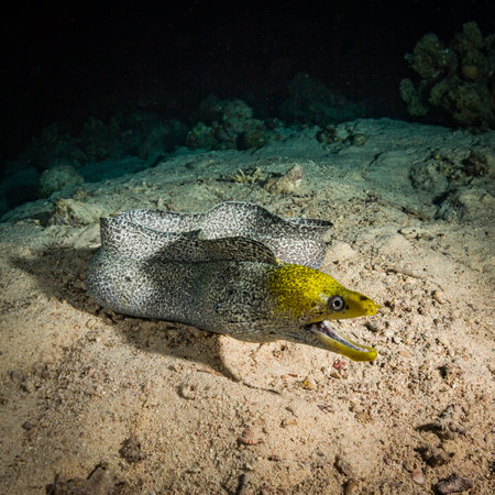 Moray on coral reef at night