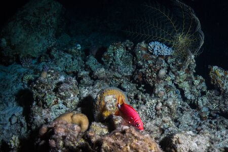 A coral reef at nightの写真素材