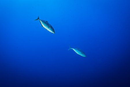 Caranx on the reef of the Red Sea
