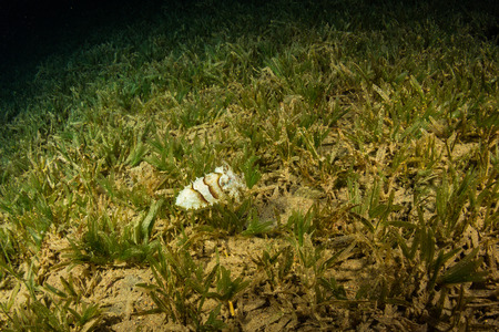Cuttlefish on a coral reef at nightの写真素材