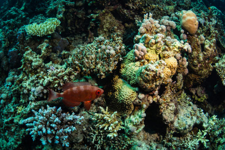 Squirrelfish on coral garden in Red Sea
