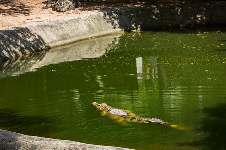 Crocodile on a crocodile farm on Koh Samuiの写真素材